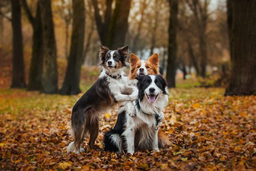 ormanda köpek ailesi