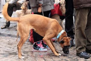 Köpek Sahiplerine Verilen Para Cezaları