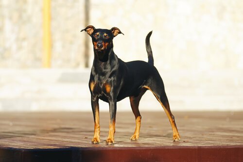 pinscher ırkı