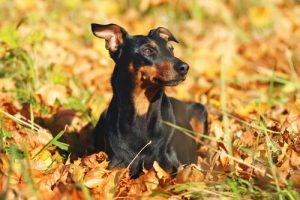 Pinscher Hakkında Her Şey