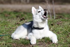 pitbull husky kırması