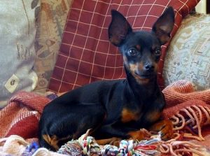 Prague Ratter: Dünyanın En Küçük Köpeği