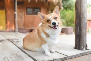 Beden Diline Göre Köpeğinizin Ruh Hali