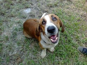 Sahibinden Nefret Eden Köpekler
