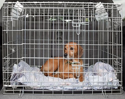 kafeste köpek