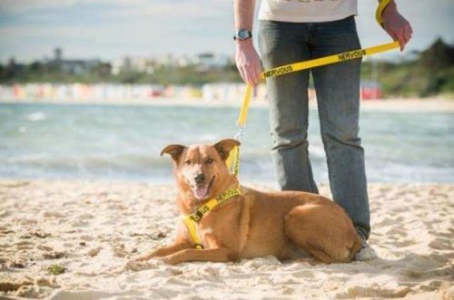 sarı tasmalı köpek ve sahibi