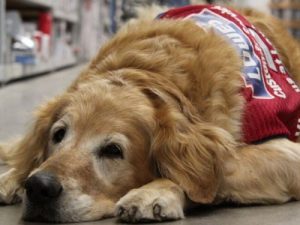 Hem Savaş Gazisi Hem de Köpeği Bir Mağaza Tarafından İşe Alındı