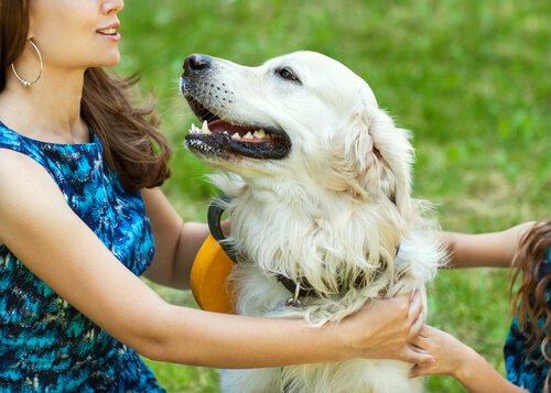 köpeklerin duyguları var mıdır