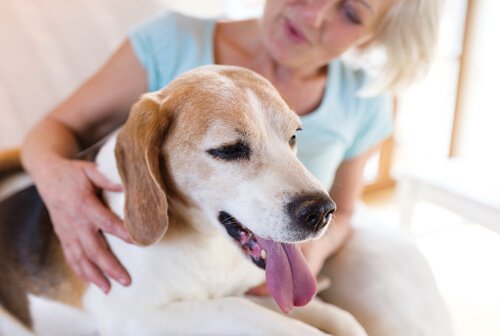 köpek sahipleri