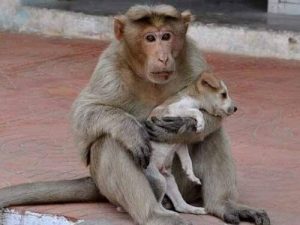 Bir Sokak Köpeğini Sahiplenen Maymun