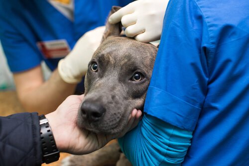 veteriner bakımı yapılan köpek