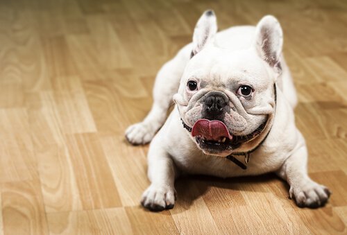 köpeklerde sorunlu davranışlar