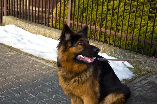 köpeklerde davranış problemleri