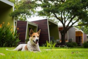 Köpeğinizle İlgili Bir Sorun Yaşamamak İçin Tavsiyeler