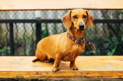 sosis köpek Dakhund