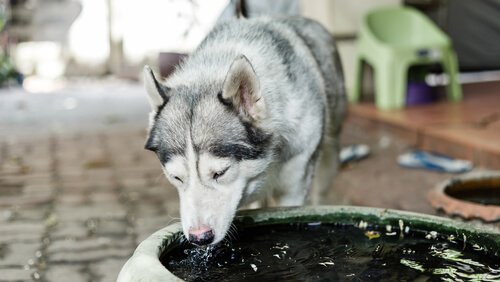 yaşlı köpeklerin besin düzeni