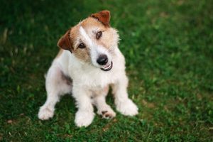 Köpekler Sahiplerini Anlıyorlar