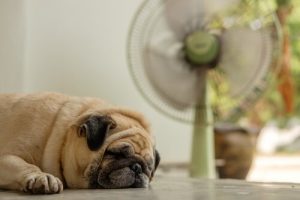 Sıcak Havalarda Köpeğimin Bakımı Nasıl Olmalı?