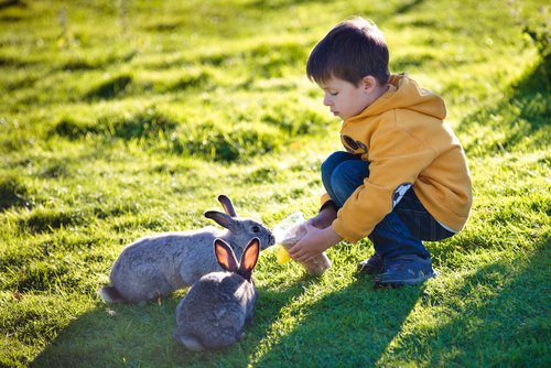 tavşanlar ve çocuk