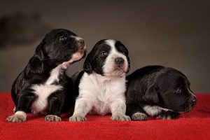 Temel Yavru Köpek Eğitimi