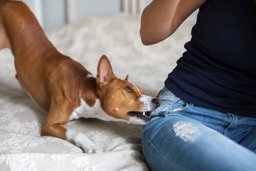 temel yavru köpek eğitimi
