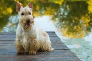 Terrier Köpek Irkları: Bilmeniz Gereken Her şey