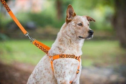 turuncu tasmalı köpek