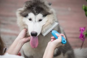 Köpeğinizin Tüy Dökme Mevsimi İle Baş Etmenin Yolları