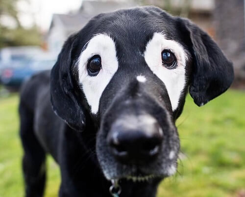 labrador rowdy