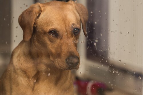 Yağmur Sesi Köpekleri Nasıl Etkiler?