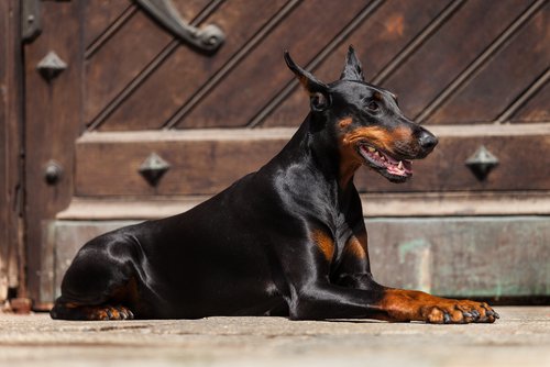 doberman pinscher