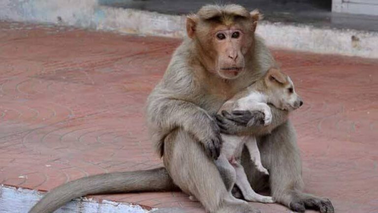 Yavru Köpeğe Annelik Yapan Maymun