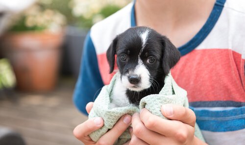 yavru köpek