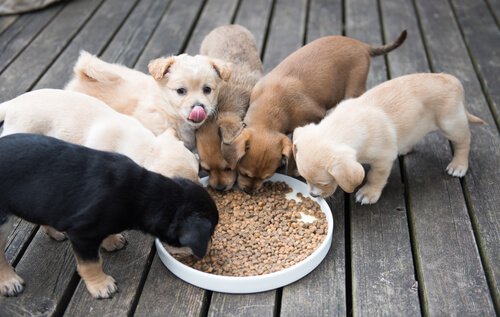Yavru Köpeklerin Beslenmesi İçin İpuçları ve Yöntemler