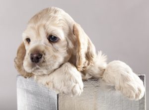 kutu içinde yavru köpek
