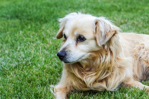 yaşlı köpeklerin bakımı