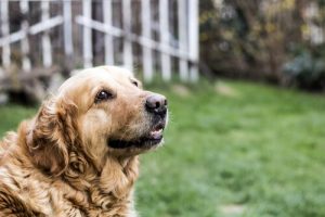 Yaşlı Köpeklerin Bakımı