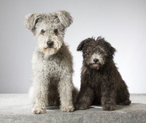 Yeni Bir Köpek Irkı Olan Pumi İle Tanışın