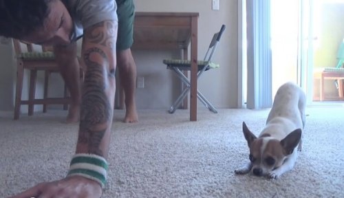 chihuahua yoga yapıyor