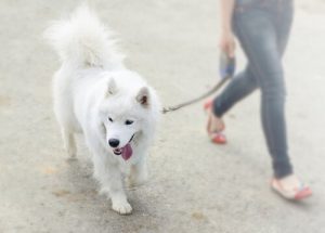 köpekle yürüyüş yapmak
