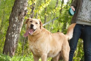 Köpeğinizi Yürüyüş Yaparken Kontrol Etmek İçin İpuçları