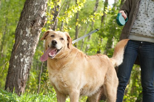 Köpeğinizi Yürüyüş Yaparken Kontrol Etmek İçin İpuçları