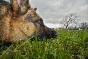 Köpekleri Zehirleyen Bitkiler