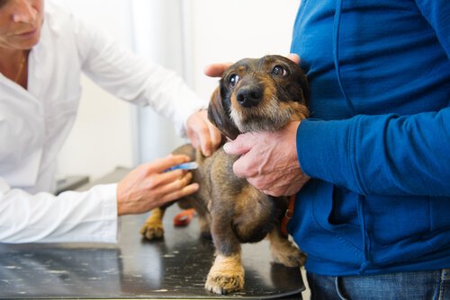 Köpeğiniz İçin Zorunlu Olan Aşılar Nelerdir?