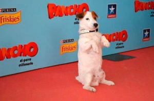 Nostaljik Bir Yolculuk: Televizyonun En Ünlü Köpekleri