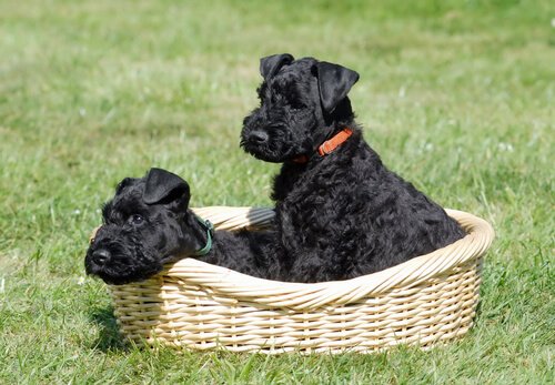 ünlü köpek