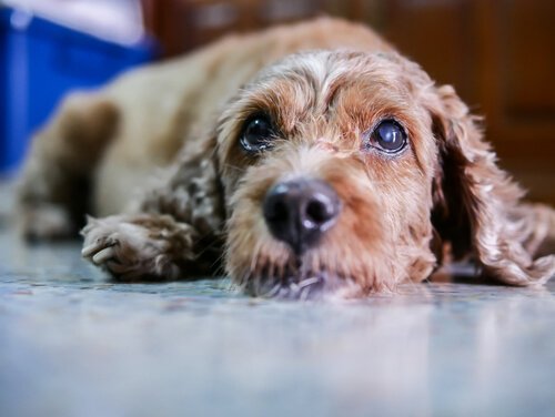 Köpeklerde Katarakt: Belirtileri ve Tedavisi