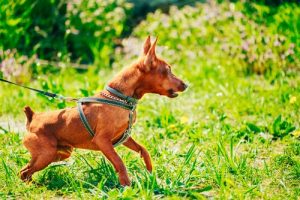 Köpeklerin 5 Farklı Kişilik Özelliği