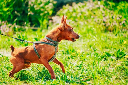 köpek kişilikleri