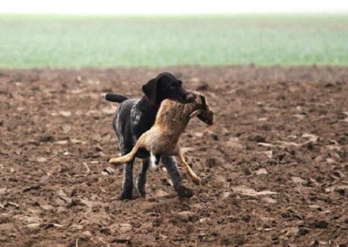 köpeğim av köpeği
